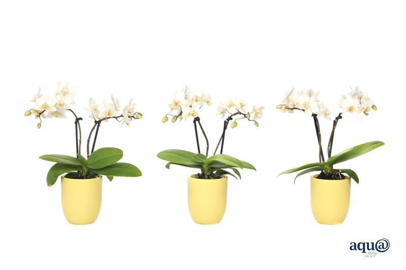 Phalaenopsis hybrid 17cm 6cm Pot