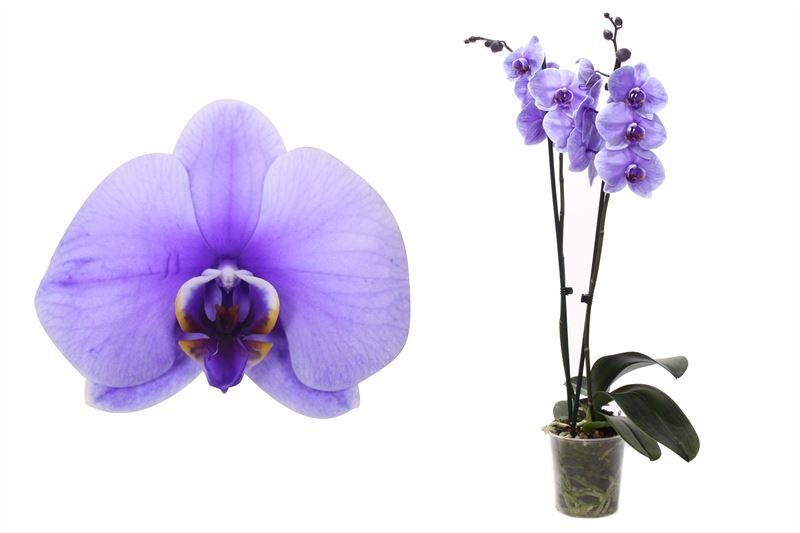 Phalaenopsis Hybrid 55cm 12cm Pot