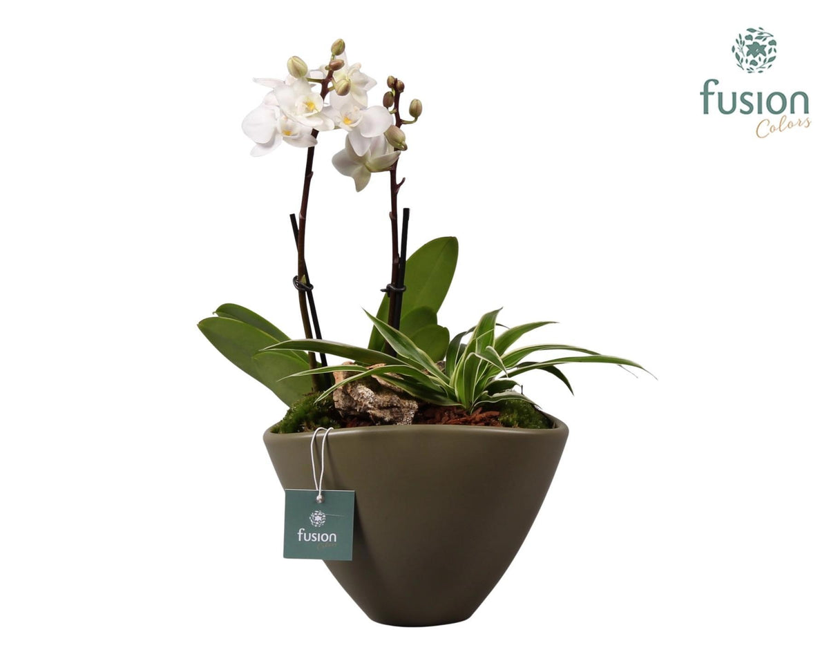 Keramiek bootvorm legergroen met Phalaenopsis D18,5 35cm 18cm Pot
