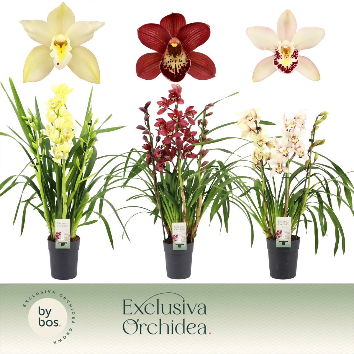 Cymbidium mix 70cm 14cm Pot