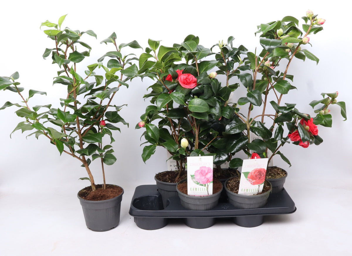 Camellia japonica mix 50cm 15cm Pot