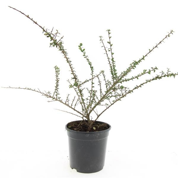 Cotoneaster microphyllus 10cm 14cm Pot