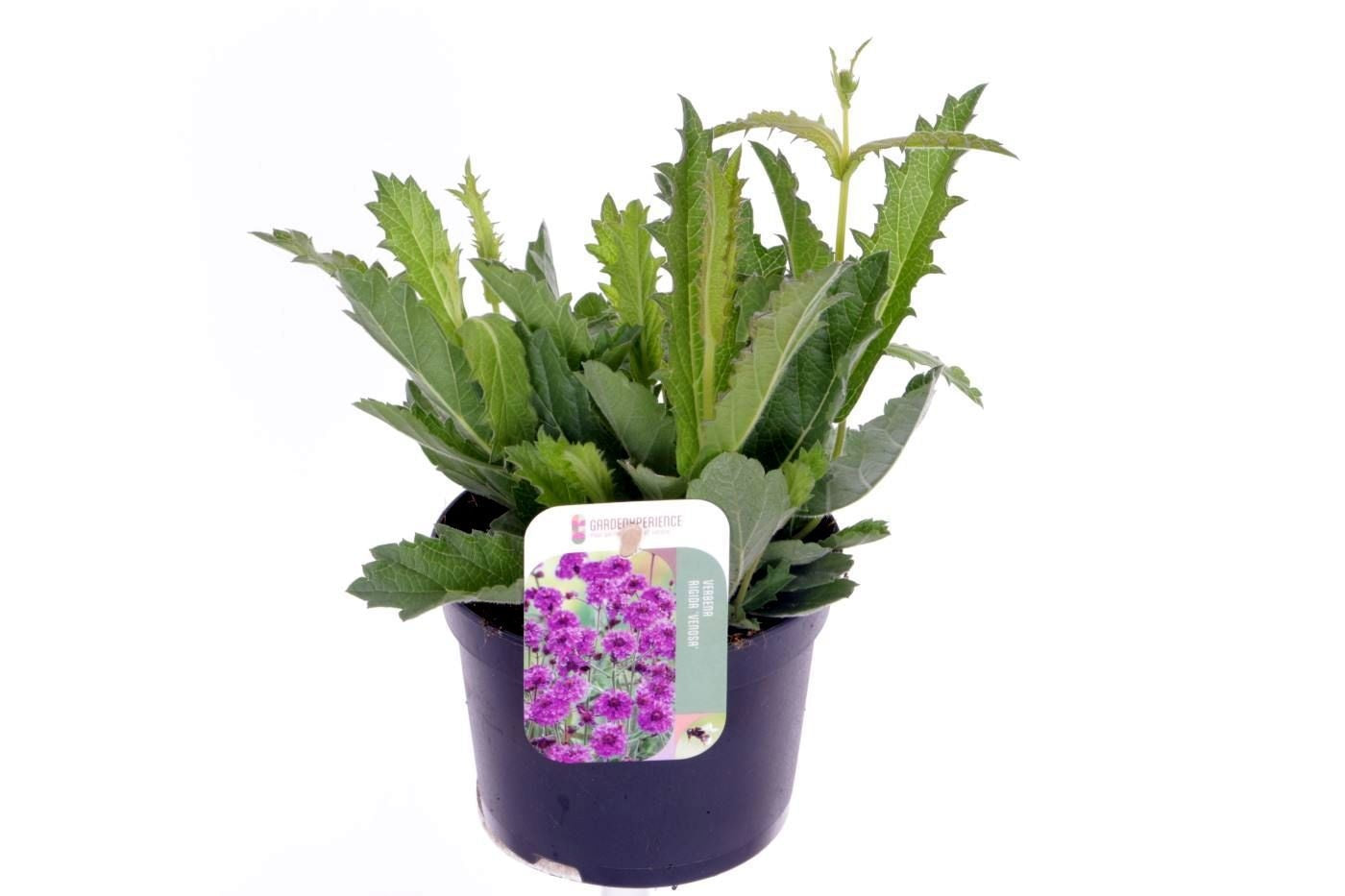 Verbena rigida 30cm 13cm Pot