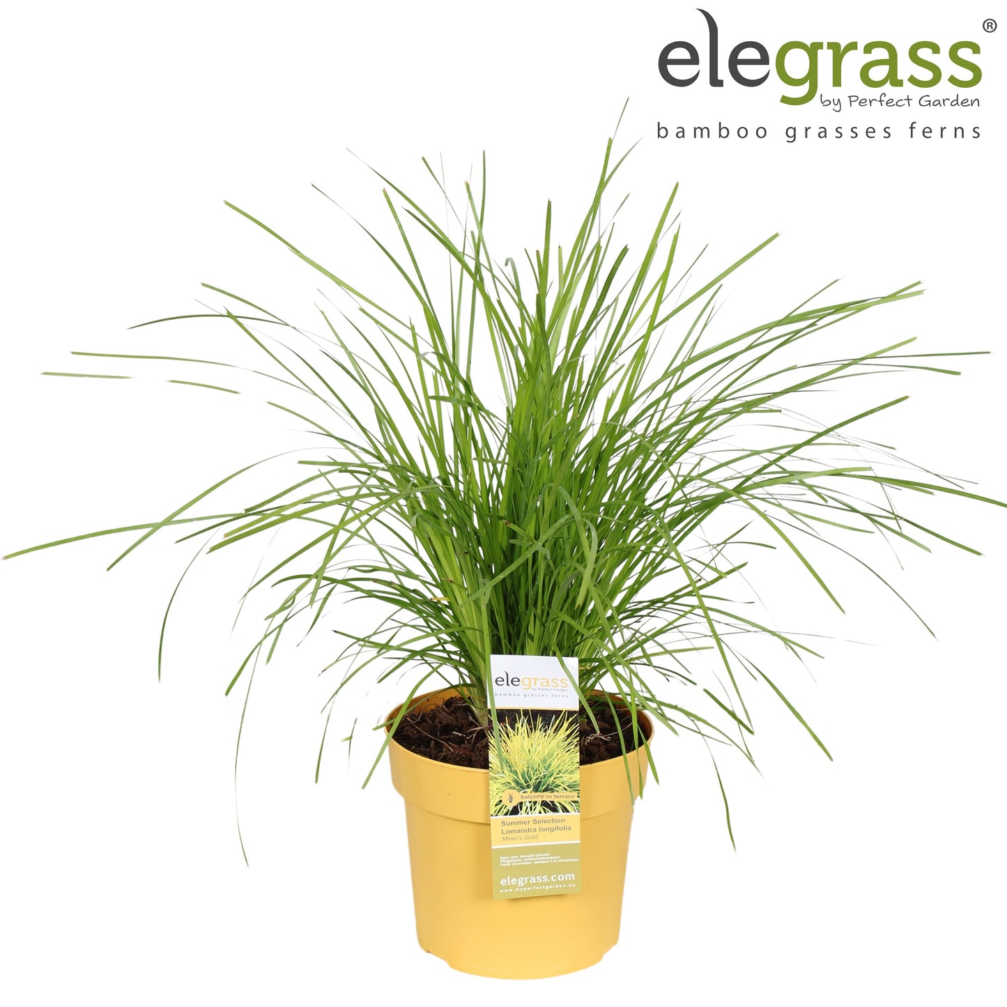 Lomandra long. White Sands 50cm 19cm Pot