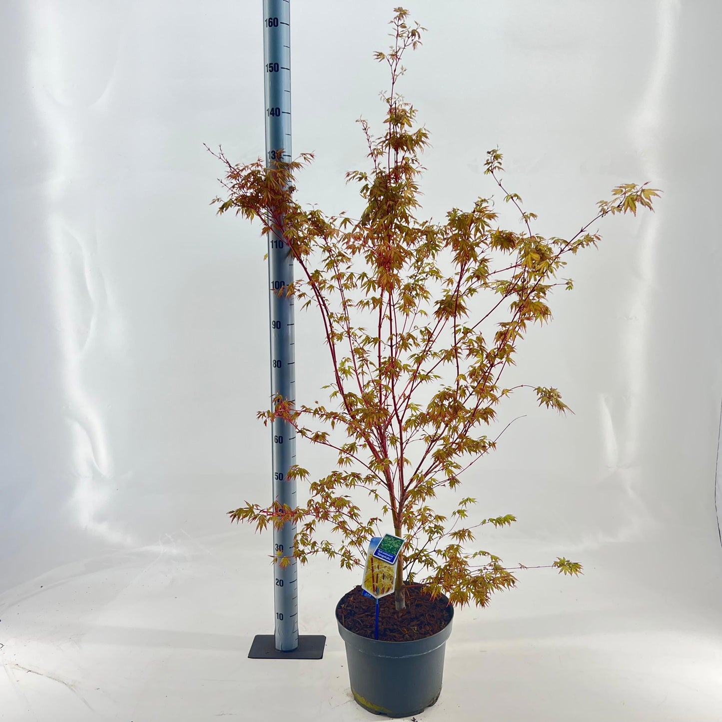 Acer Sangokaku 150cm 29cm Pot