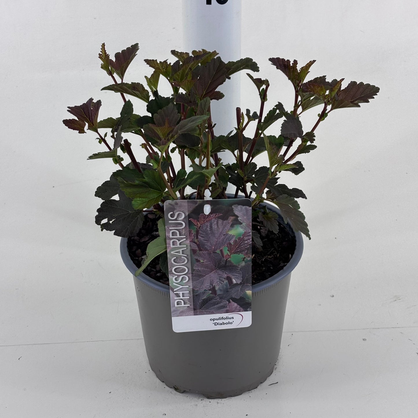 Physocarpus Diabolo 25cm 19cm Pot