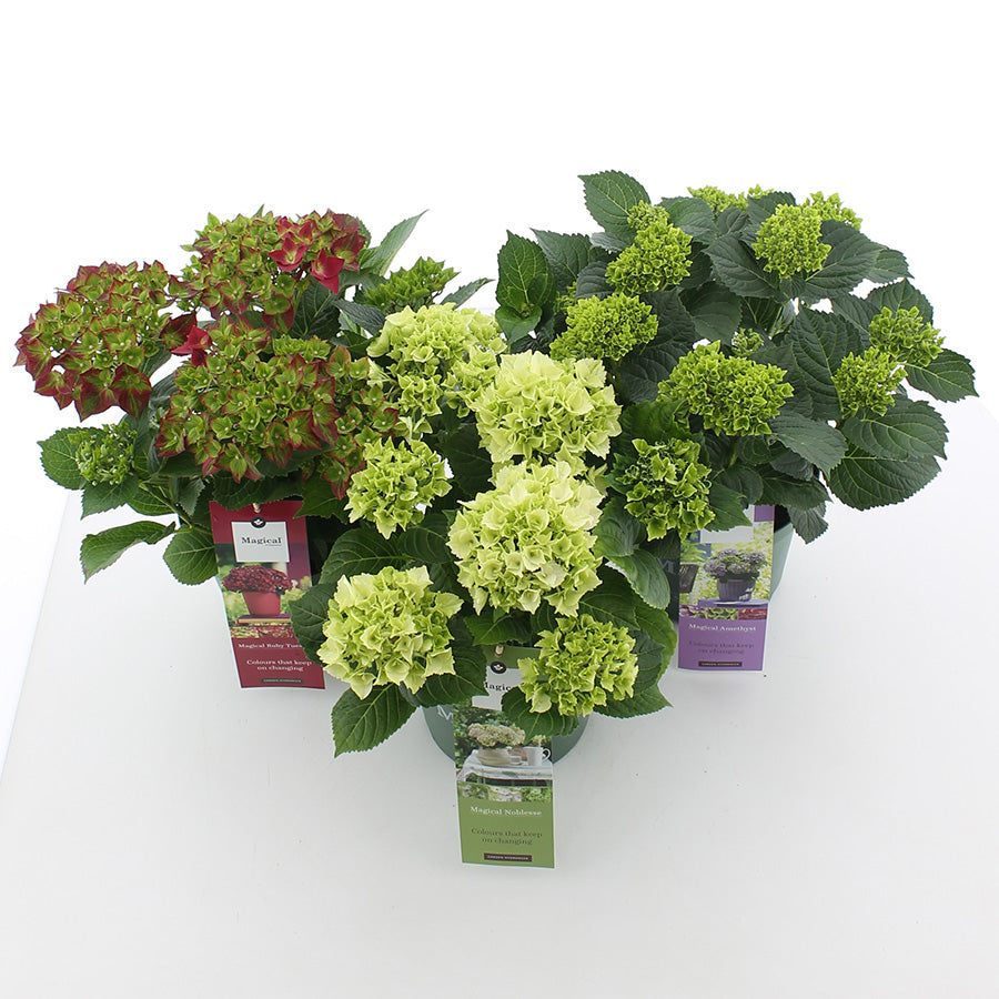 hydrangea-macr-magical-mix-35cm-20cm-pot