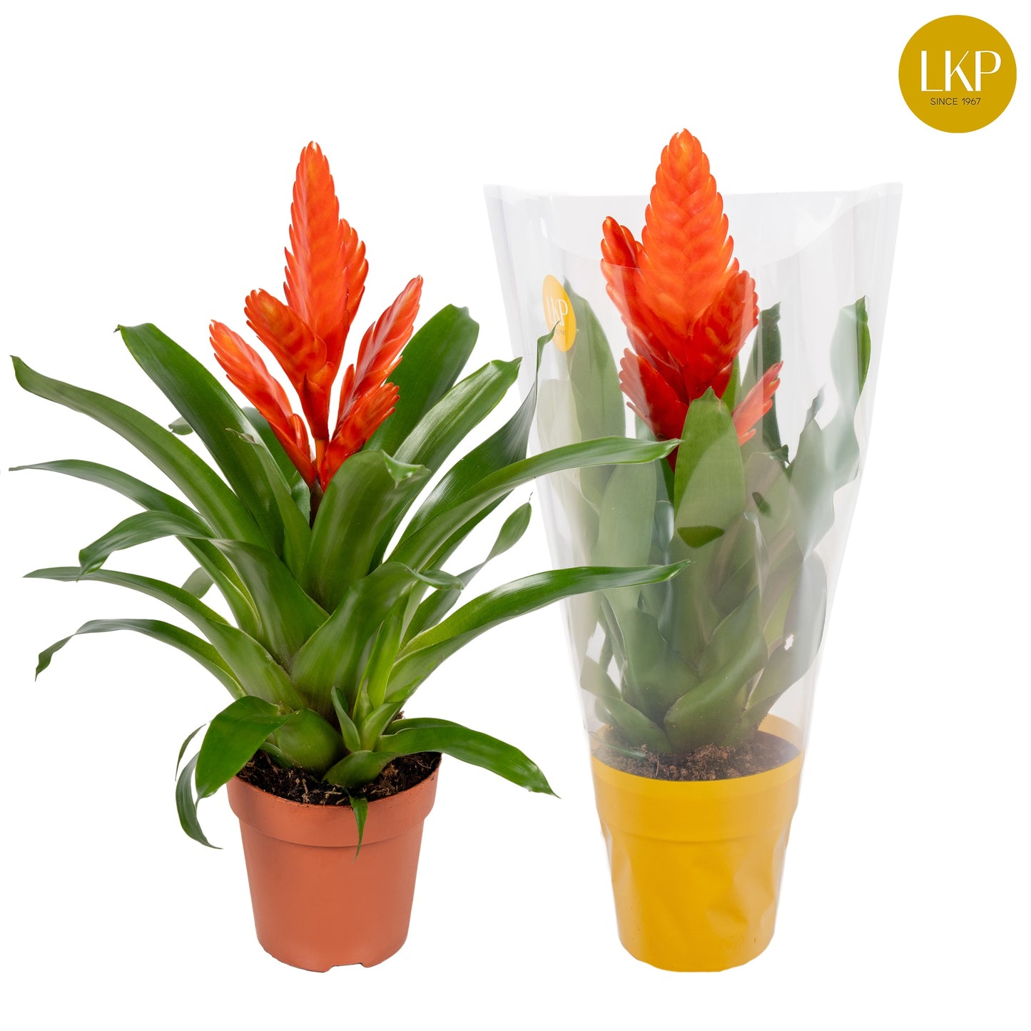 Vriesea Intenso Orange 45cm 12cm Pot