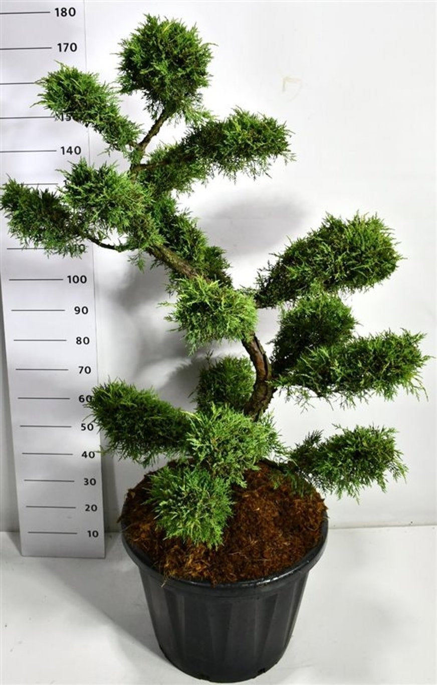 Juniperus Pfitzeriana Aurea 190cm 58cm Pot