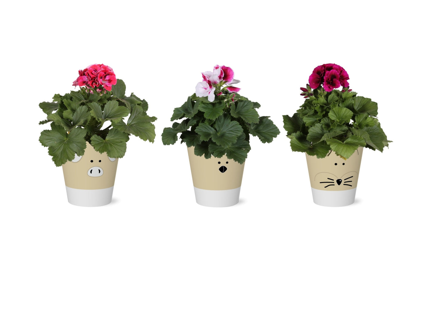 Pelargonium gr. mix 30cm 12cm Pot
