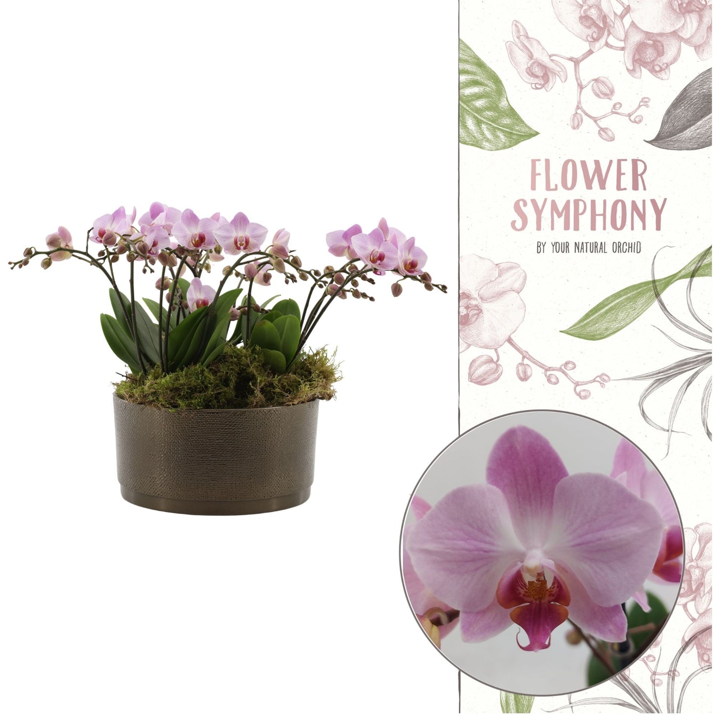 Phalaenopsis mf. Antwerp 50cm 27cm Pot