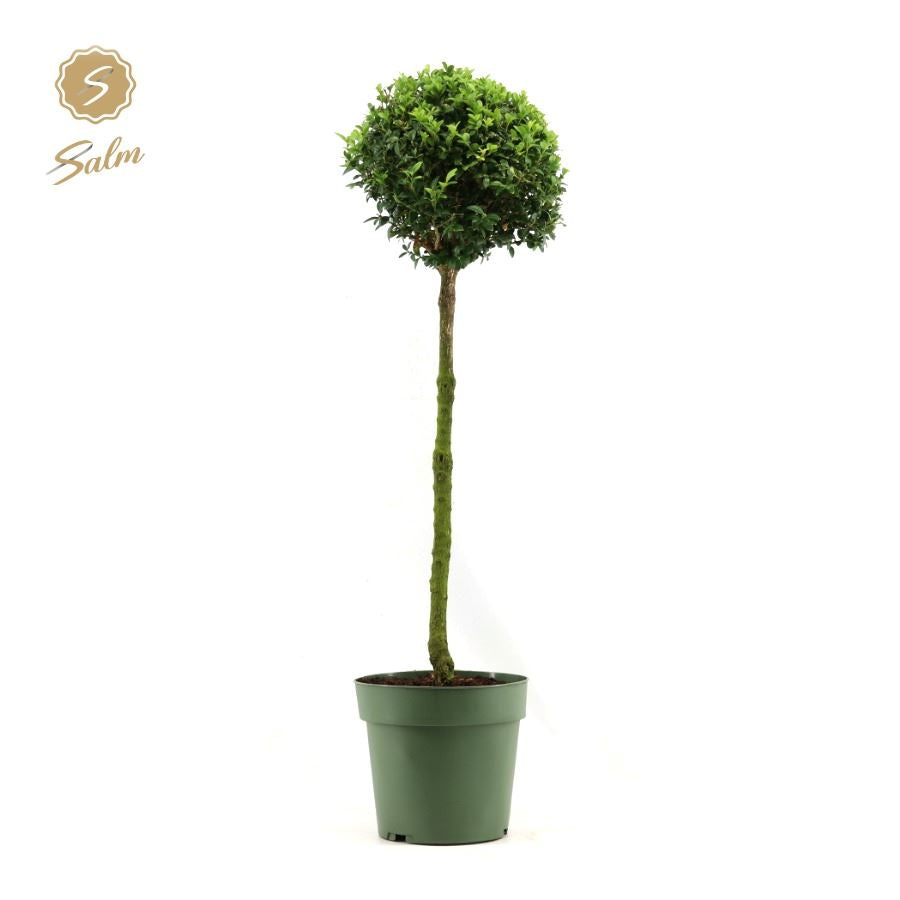 Buxus Mono-Ball standard 85cm 23cm Pot
