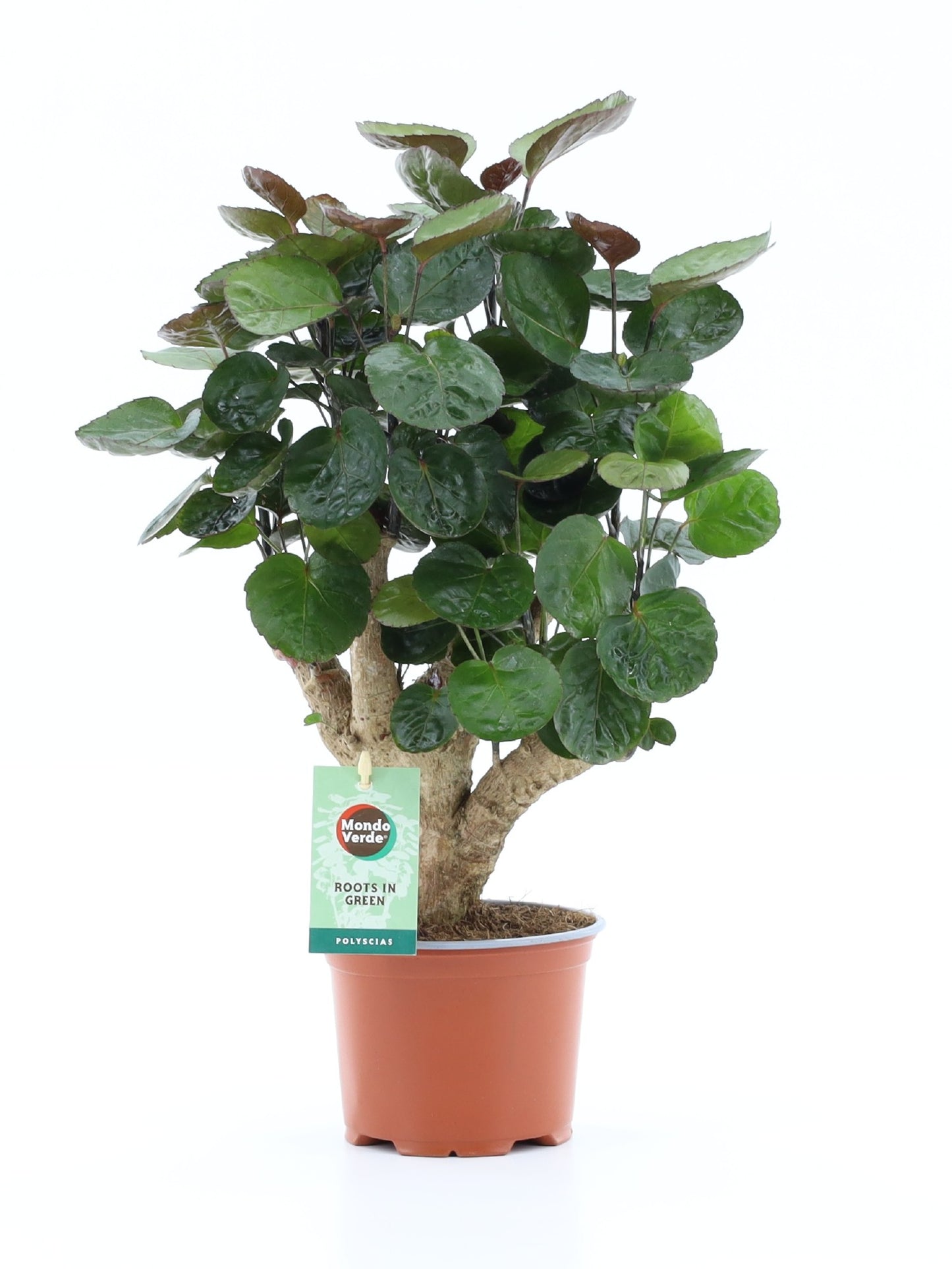 Polyscias Fabian 40cm 12cm Pot