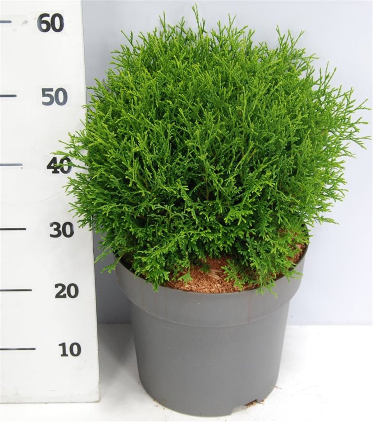 Thuja occidentalis Tiny Tim 60cm 32cm Pot