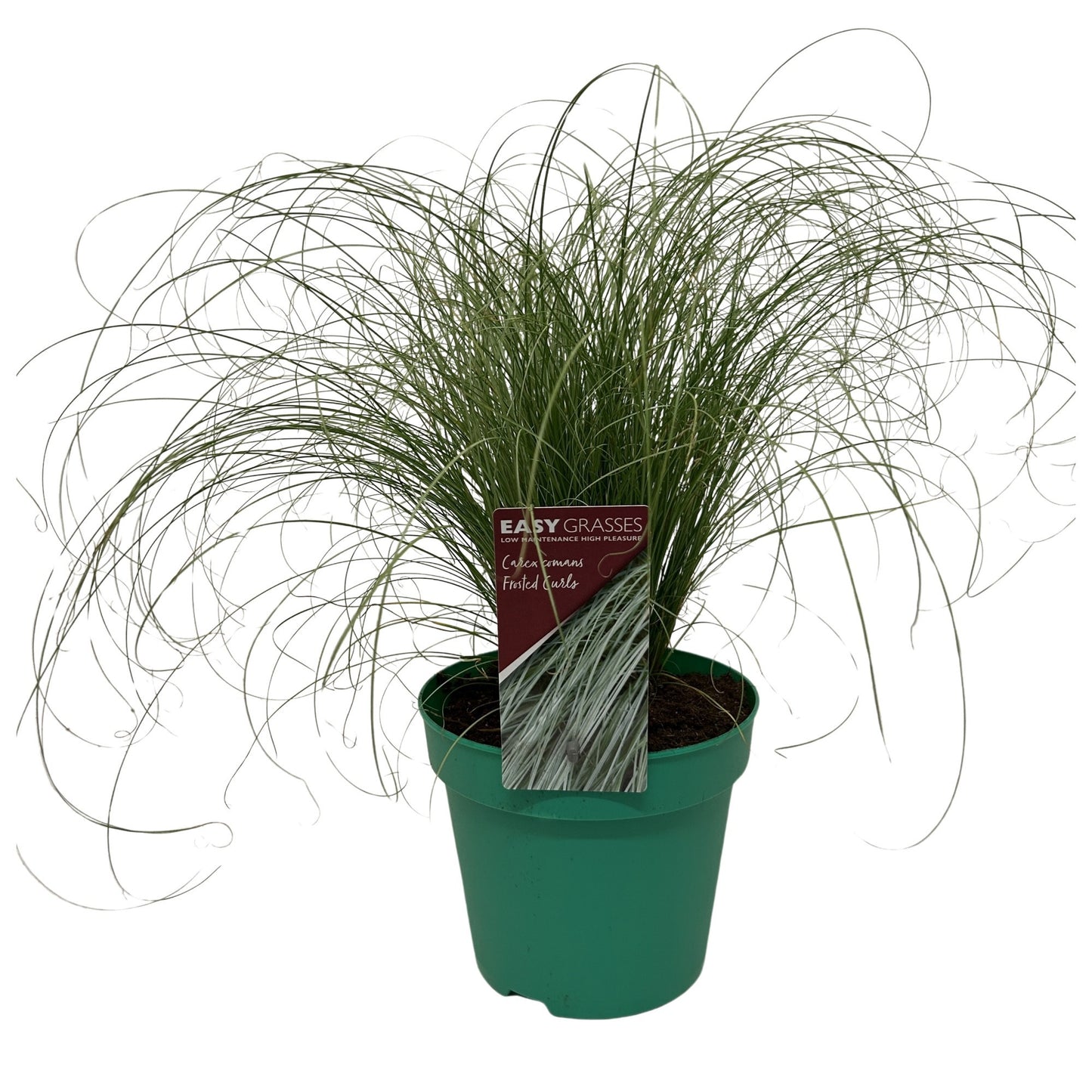 Carex coman Frosted Curls 35cm 17cm Pot