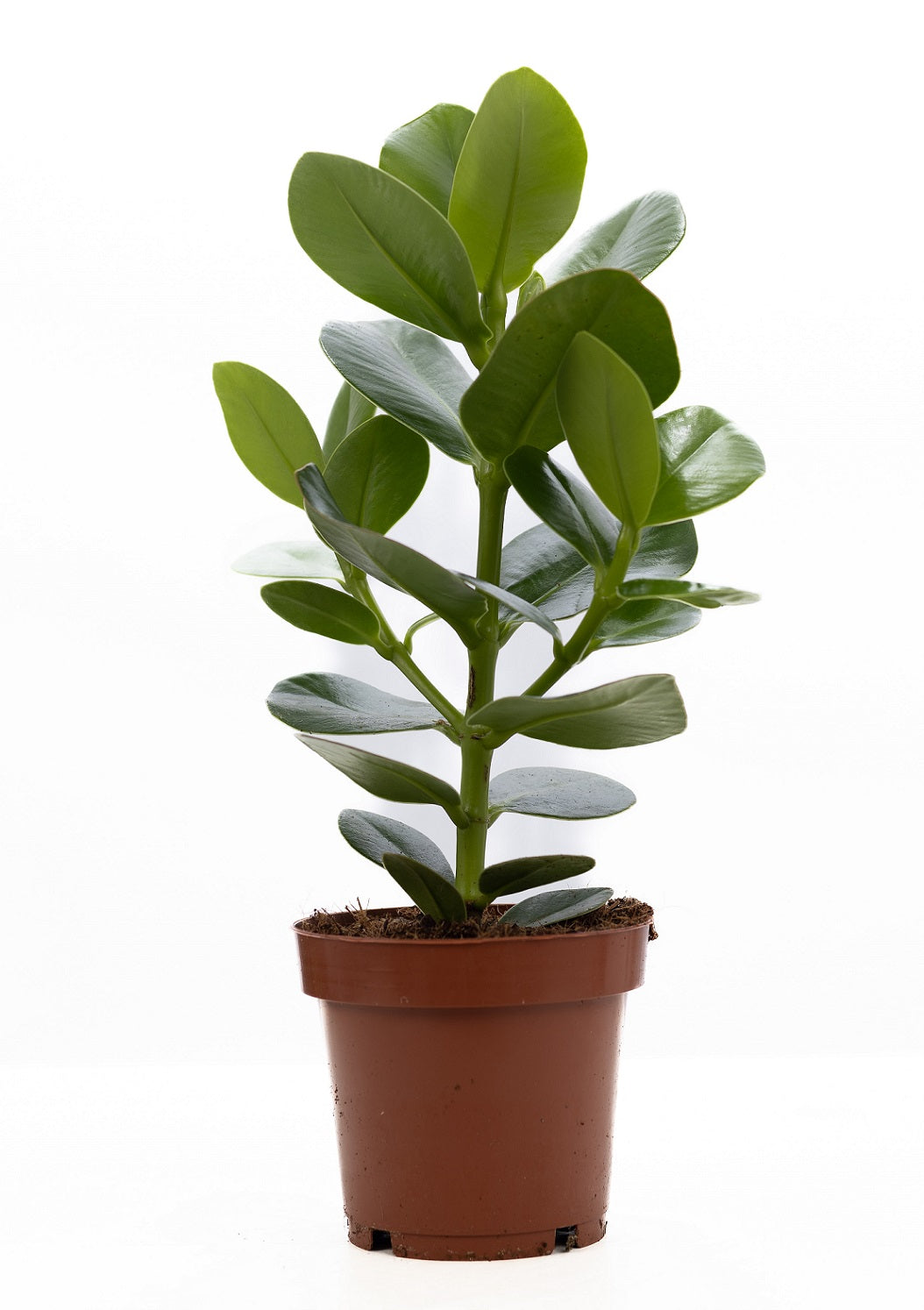 Clusia Princess 30cm 12cm Pot