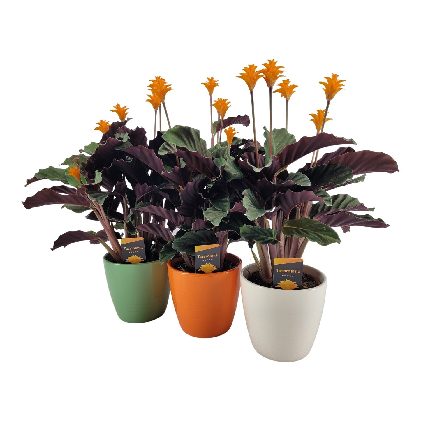 Calathea Tassmania 45cm 15cm Pot