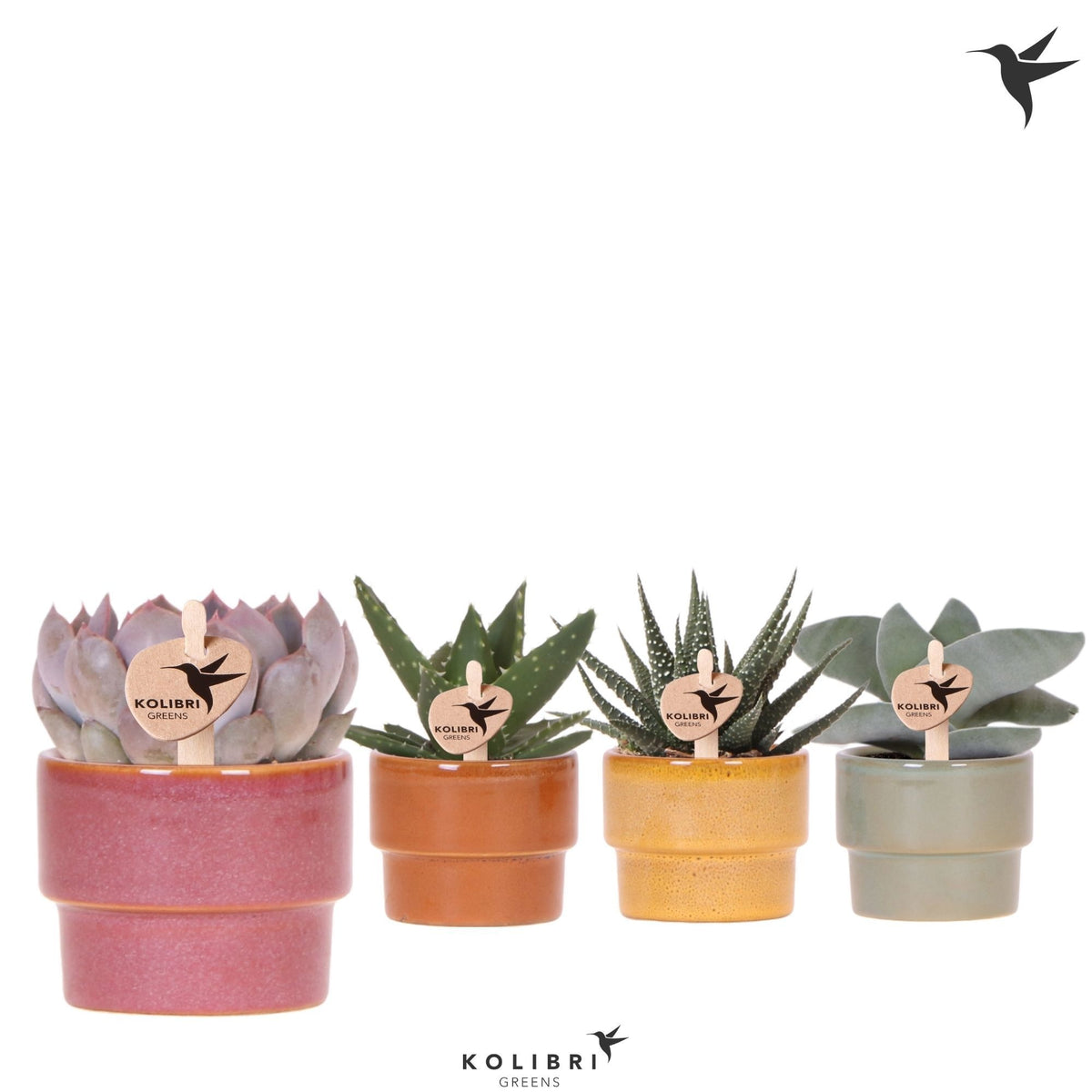 Succulent mix 13cm 6cm Pot
