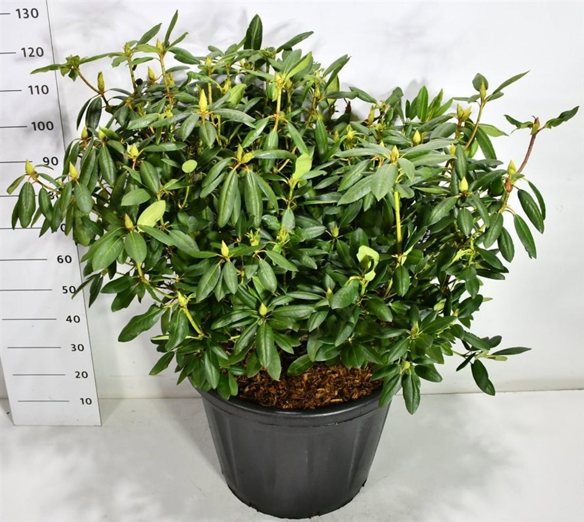 Rhododendron Roseum Elegans 130cm 60cm Pot