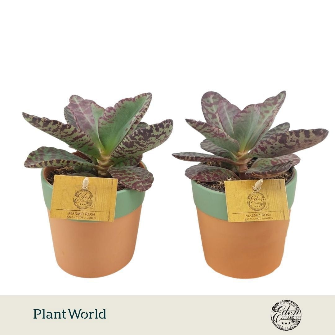 Kalanchoe hum. Surprising Desert 15cm 10.5cm Pot