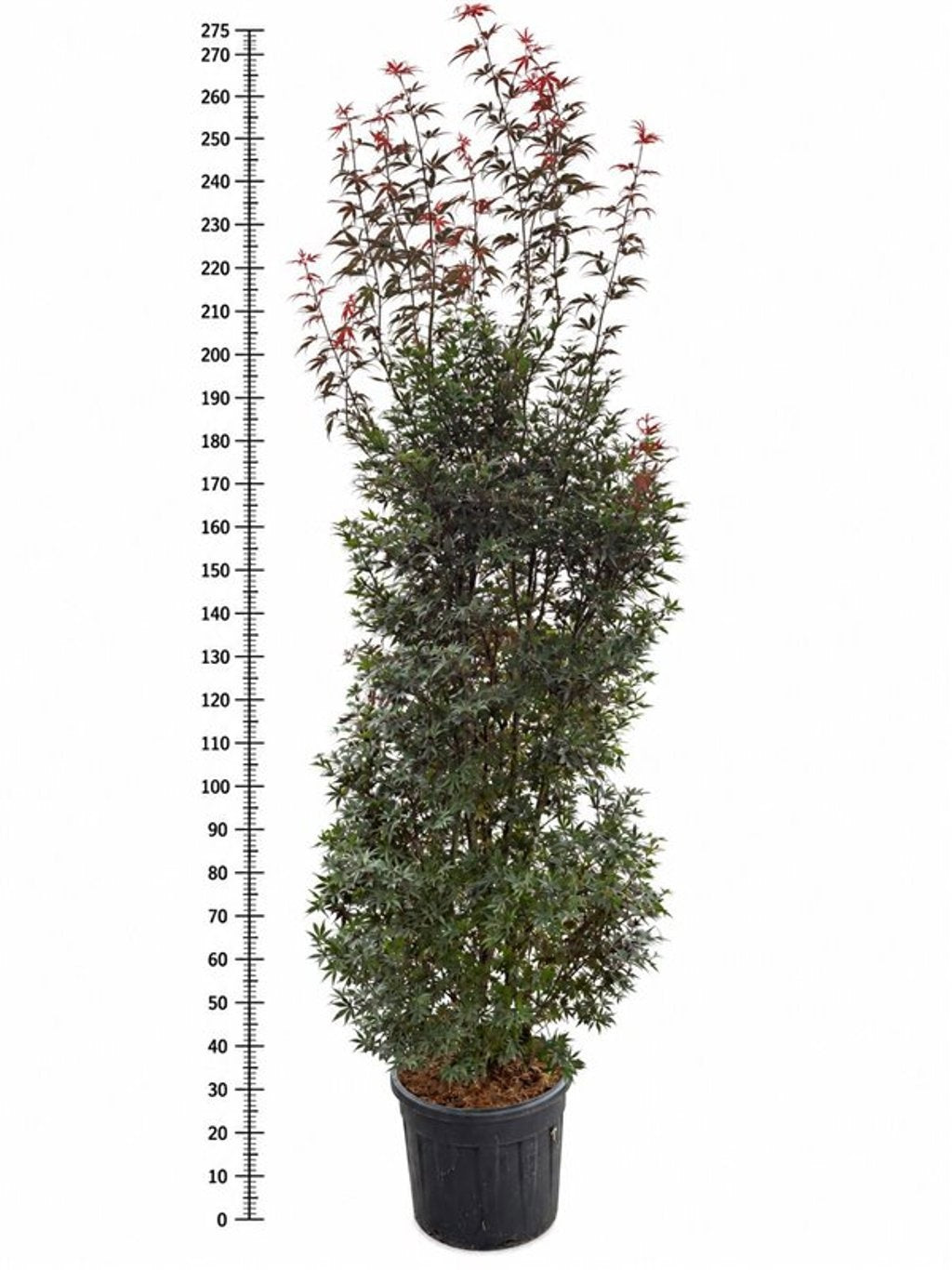 Acer Skeeters Broom 270cm 55cm Pot