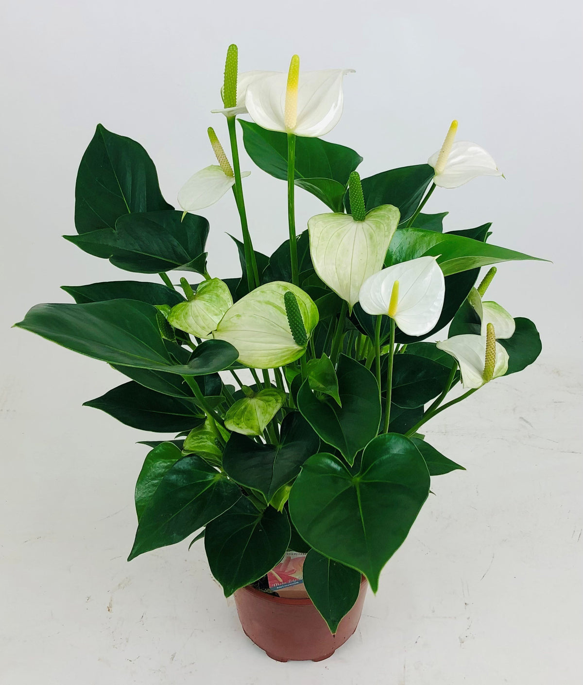 Anthurium Snow Love 55cm 17cm Pot
