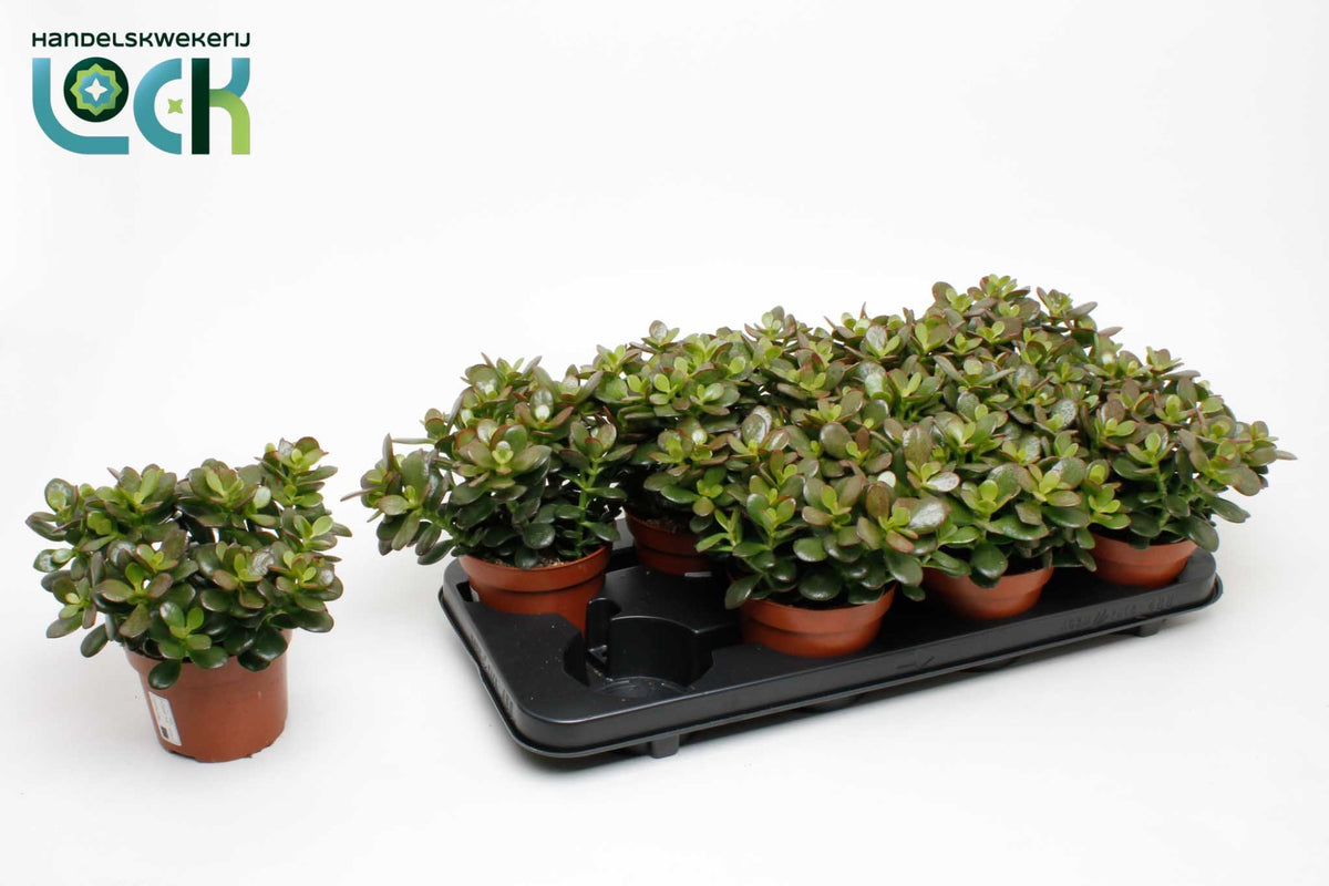Crassula Minor 20cm 12cm Pot