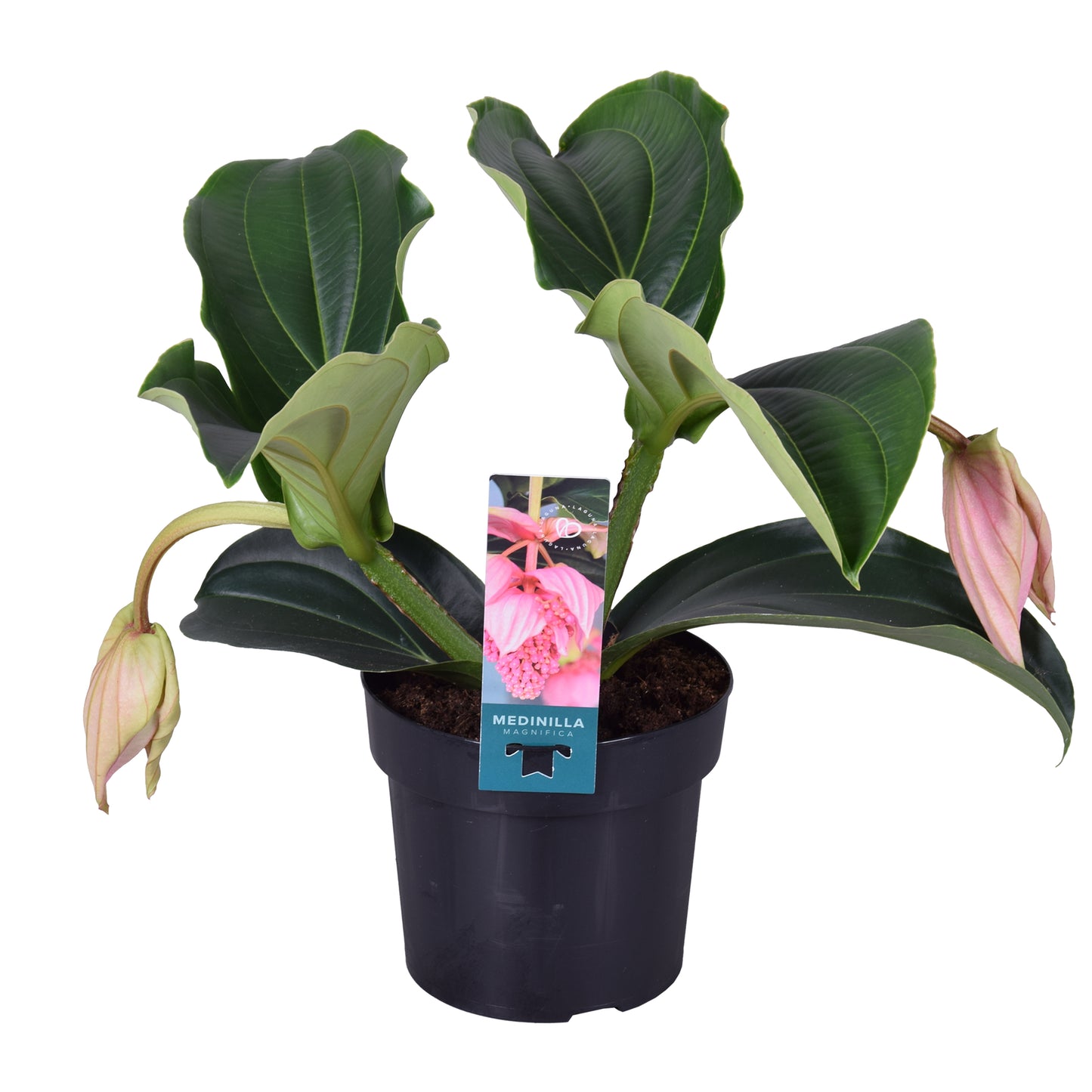 Medinilla Pinatubo 40cm 17cm Pot