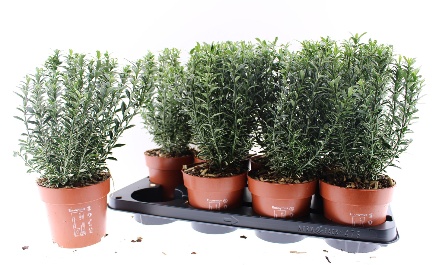 Euonymus japonicus Microphyllus Albovariegatus 35cm 13cm Pot