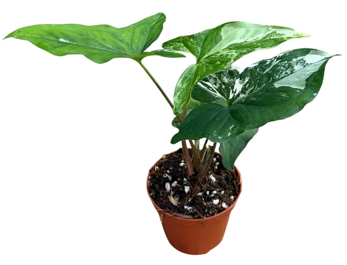 Syngonium Hybrid 15cm 9cm Pot