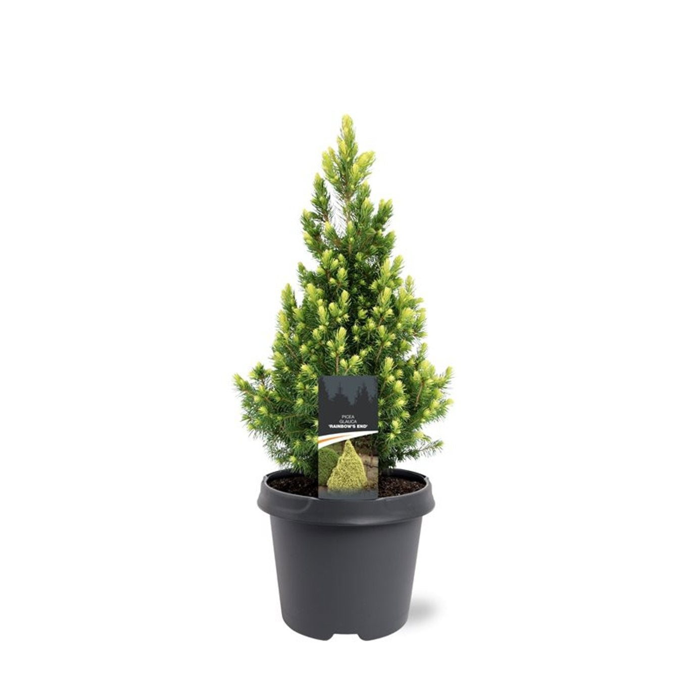 Picea glauca 40cm 23cm Pot