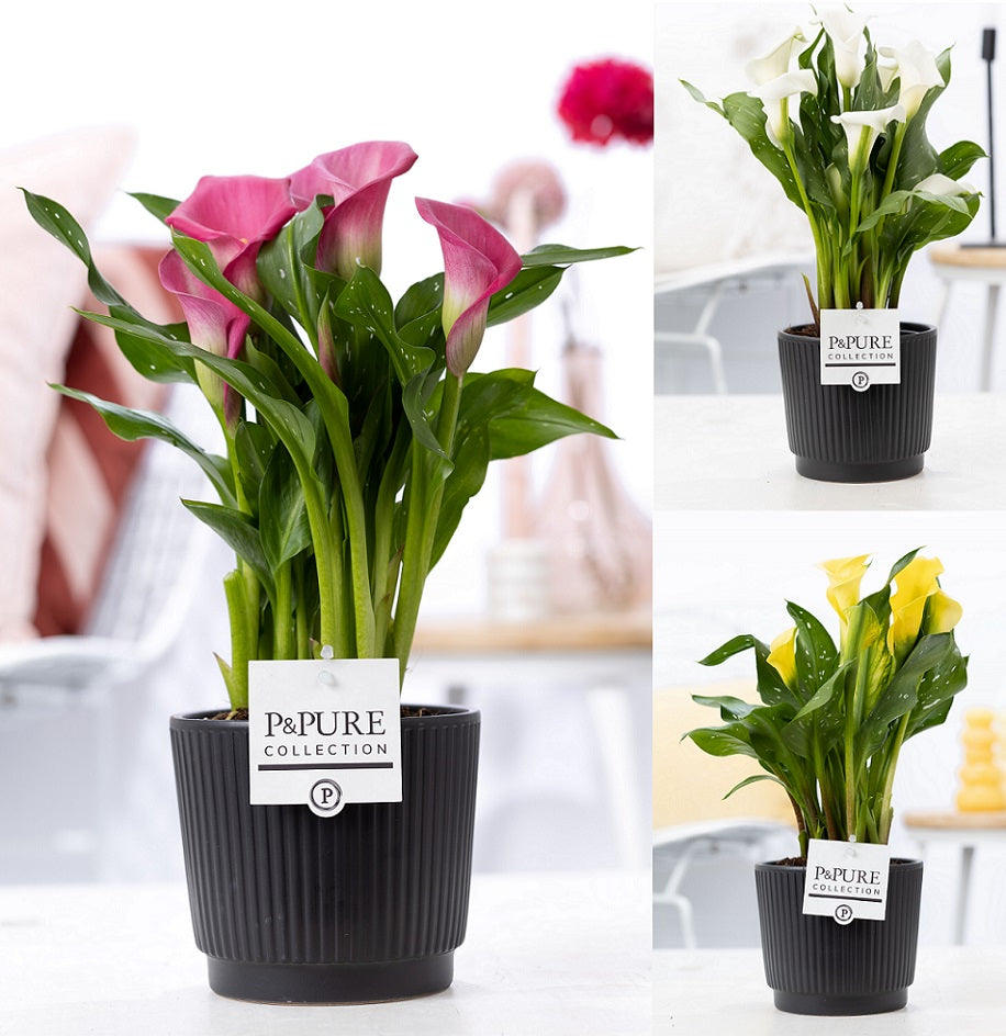Zantedeschia 40cm 12cm Pot