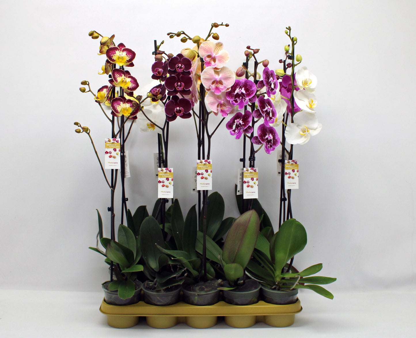 Phalaenopsis mix 75cm 12cm Pot