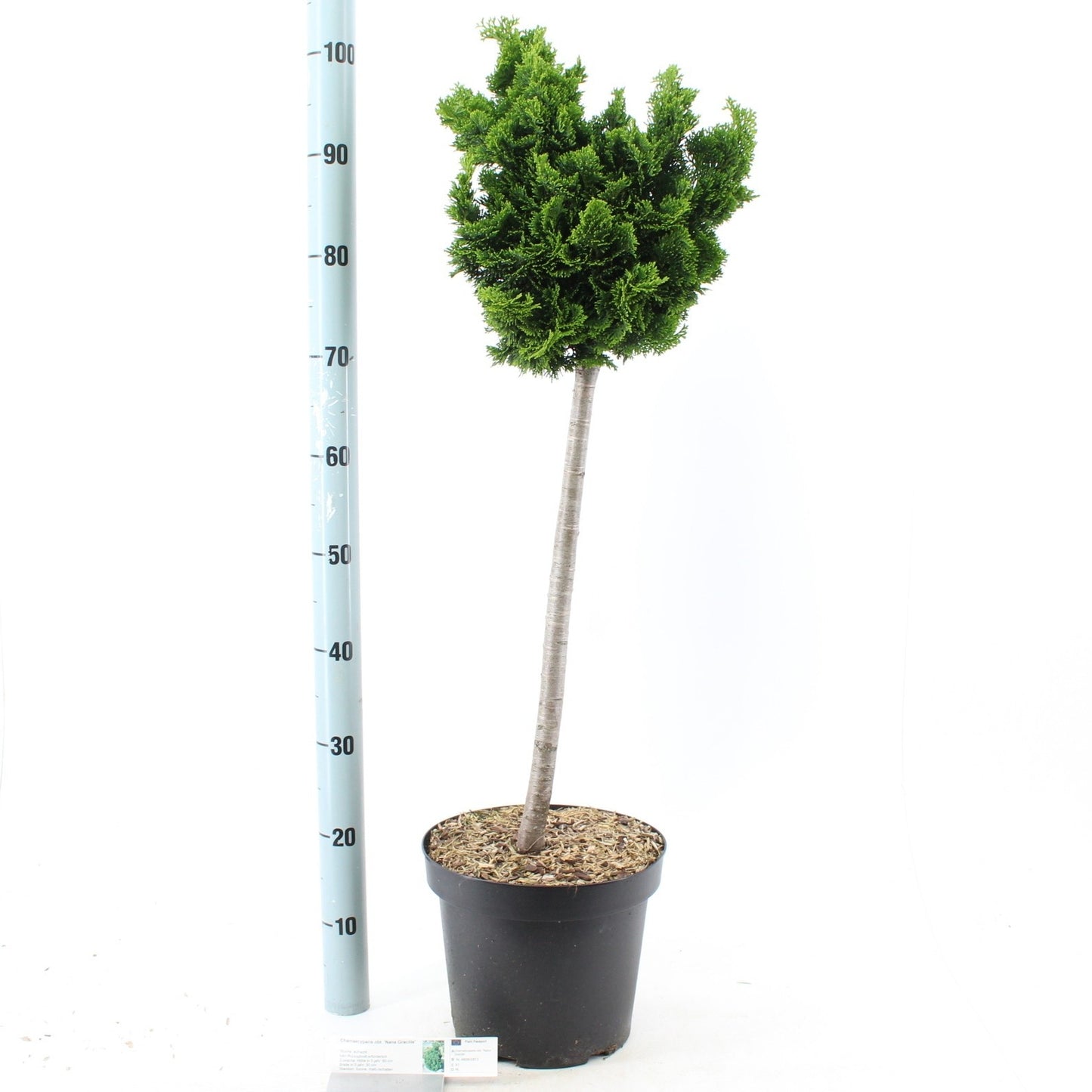 Chamaecyparis obtusa Nana Gracilis 90cm 26cm Pot