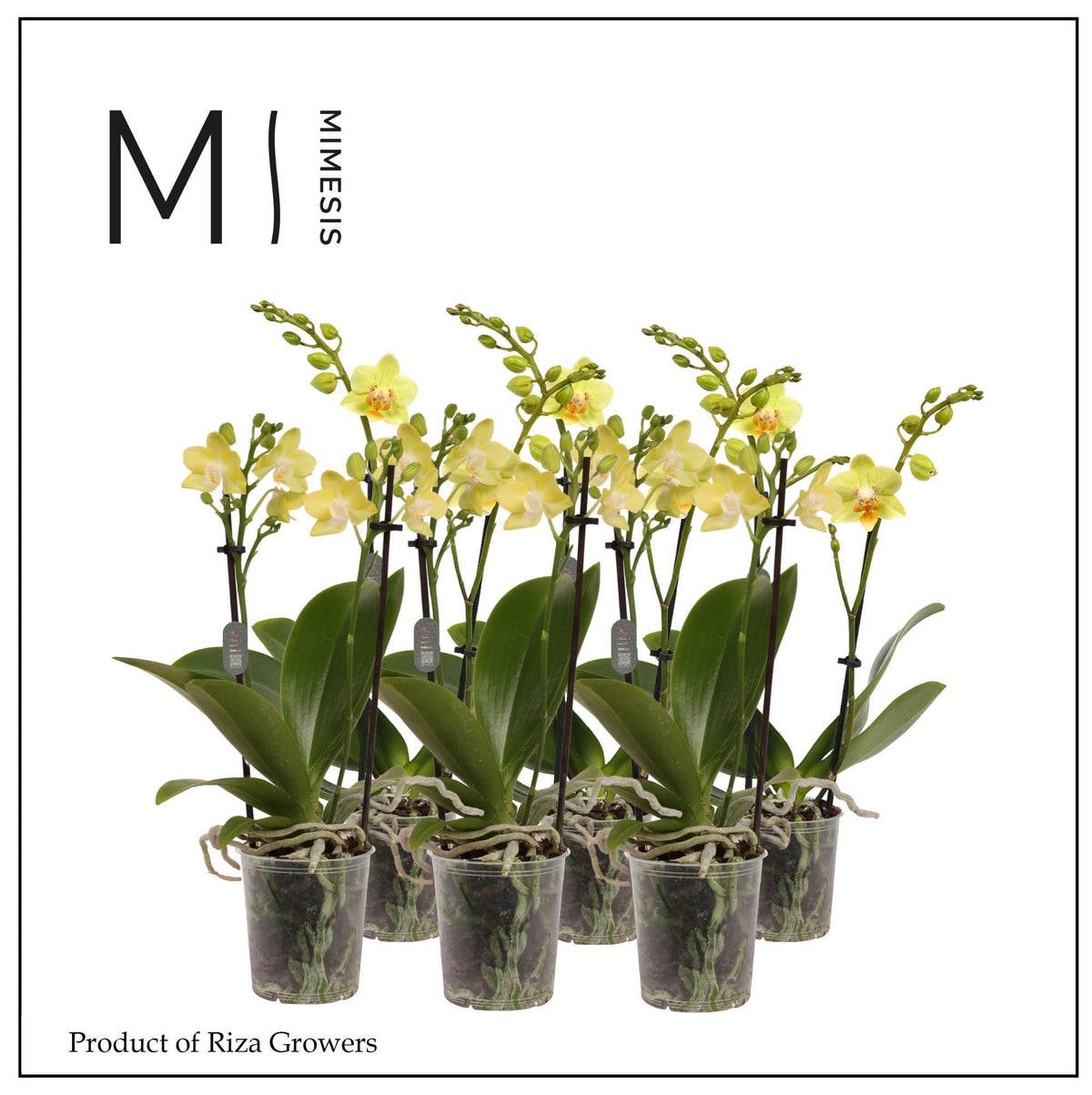 Phalaenopsis yellow 35cm 9cm Pot