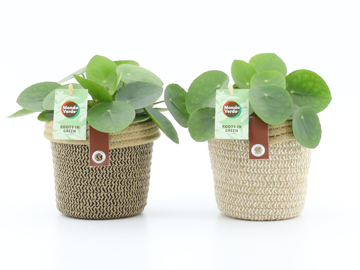 Pilea peperomioides 25cm 14cm Pot