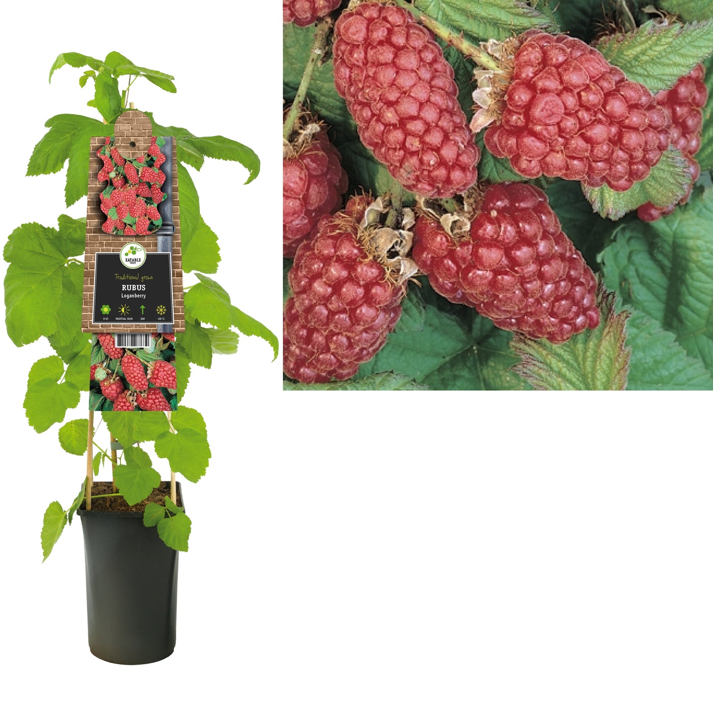 Rubus Loganberry (Raspberry x Blackberry hybrid) 75cm 17cm Pot