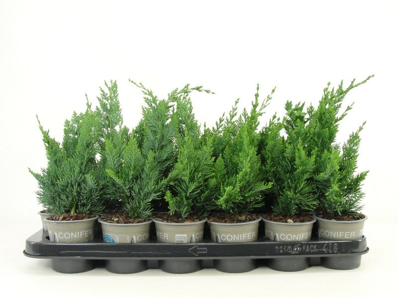 Chamaecyparis Wisselii 15cm 9cm Pot