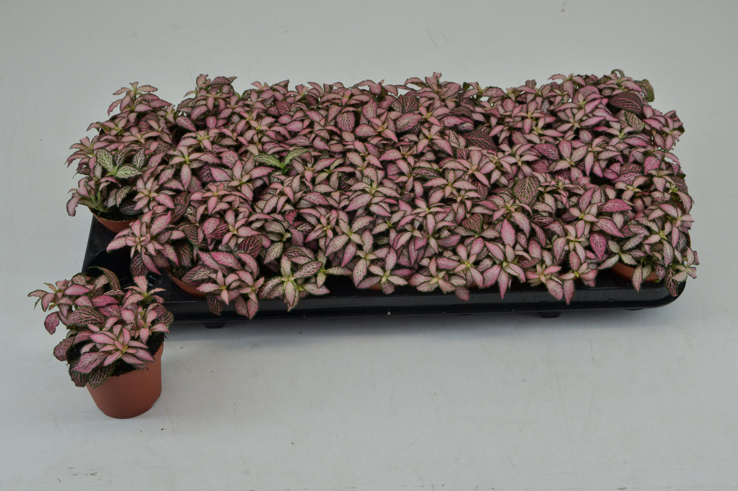 Schoenmakers Verkoop BV Fittonia Mosaic Zalm Forest Flame Pack of 21