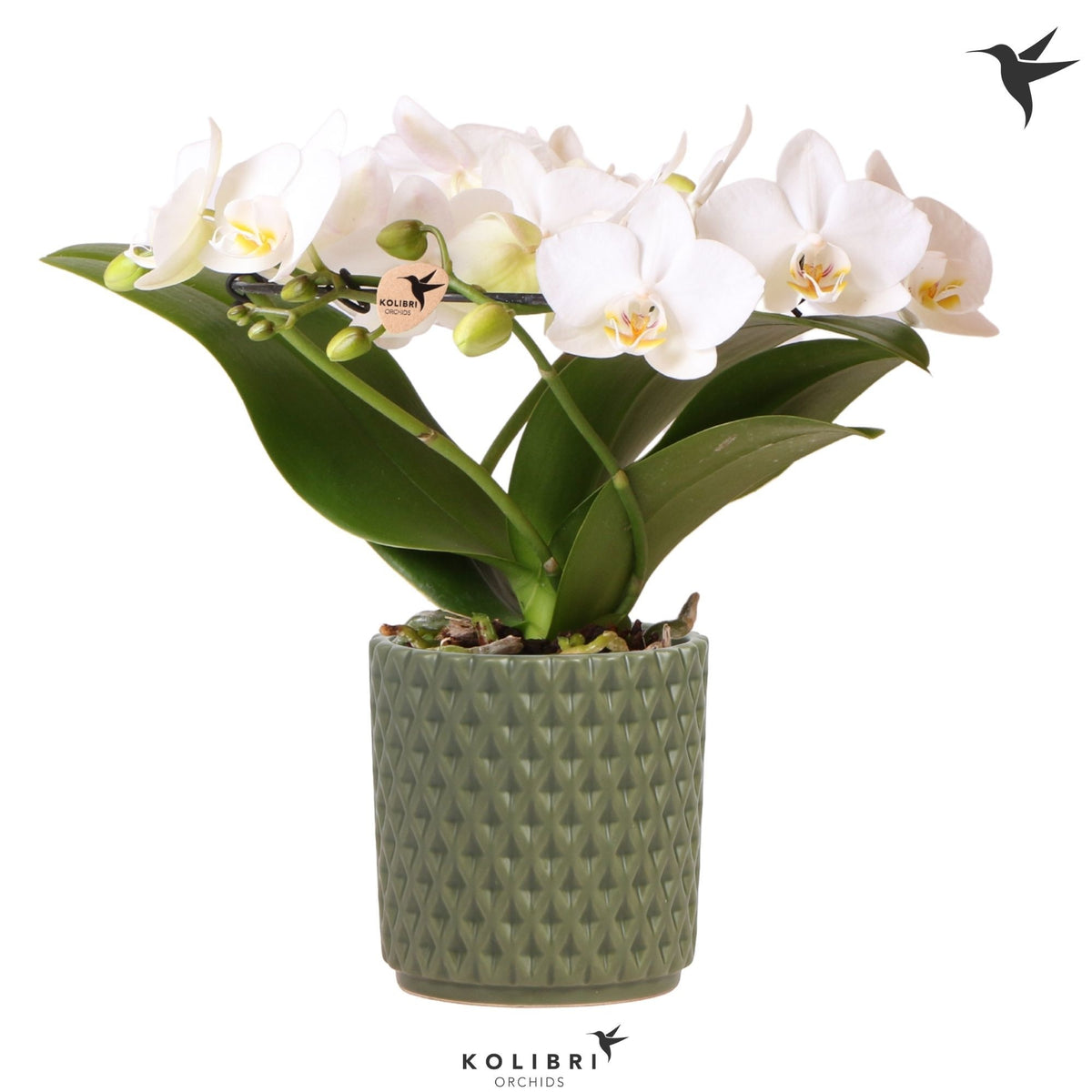 Phalaenopsis multiflora white 30cm 9cm Pot