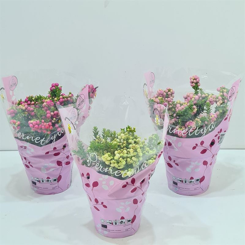 Gaultheria mucronata 25cm 14cm Pot