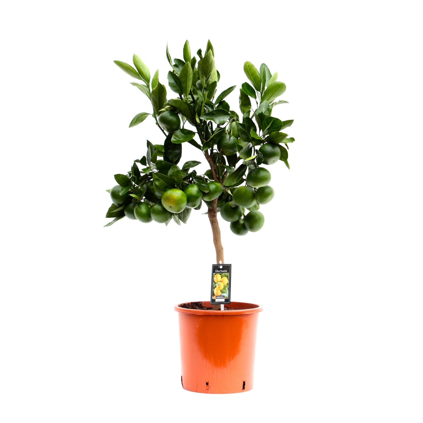 Jongerling, Kwekerij Citrus reticulata Pack of 1
