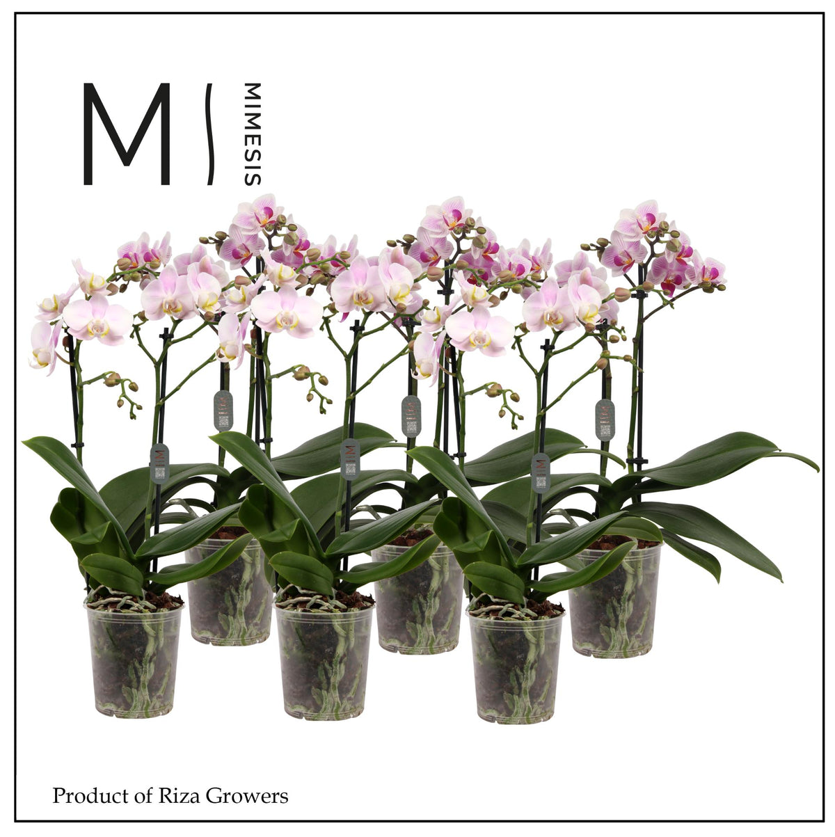 Phalaenopsis pink 35cm 9cm Pot