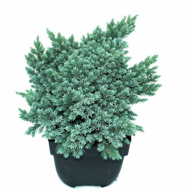 Buitenhuis VOF, Koos Juniperus Blue Star Pack of 6
