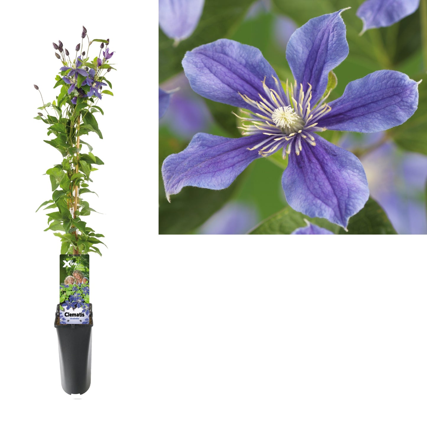 Clematis Arabella 95cm 17cm Pot