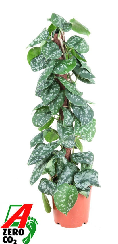 Epipremnum 90cm 19cm Pot