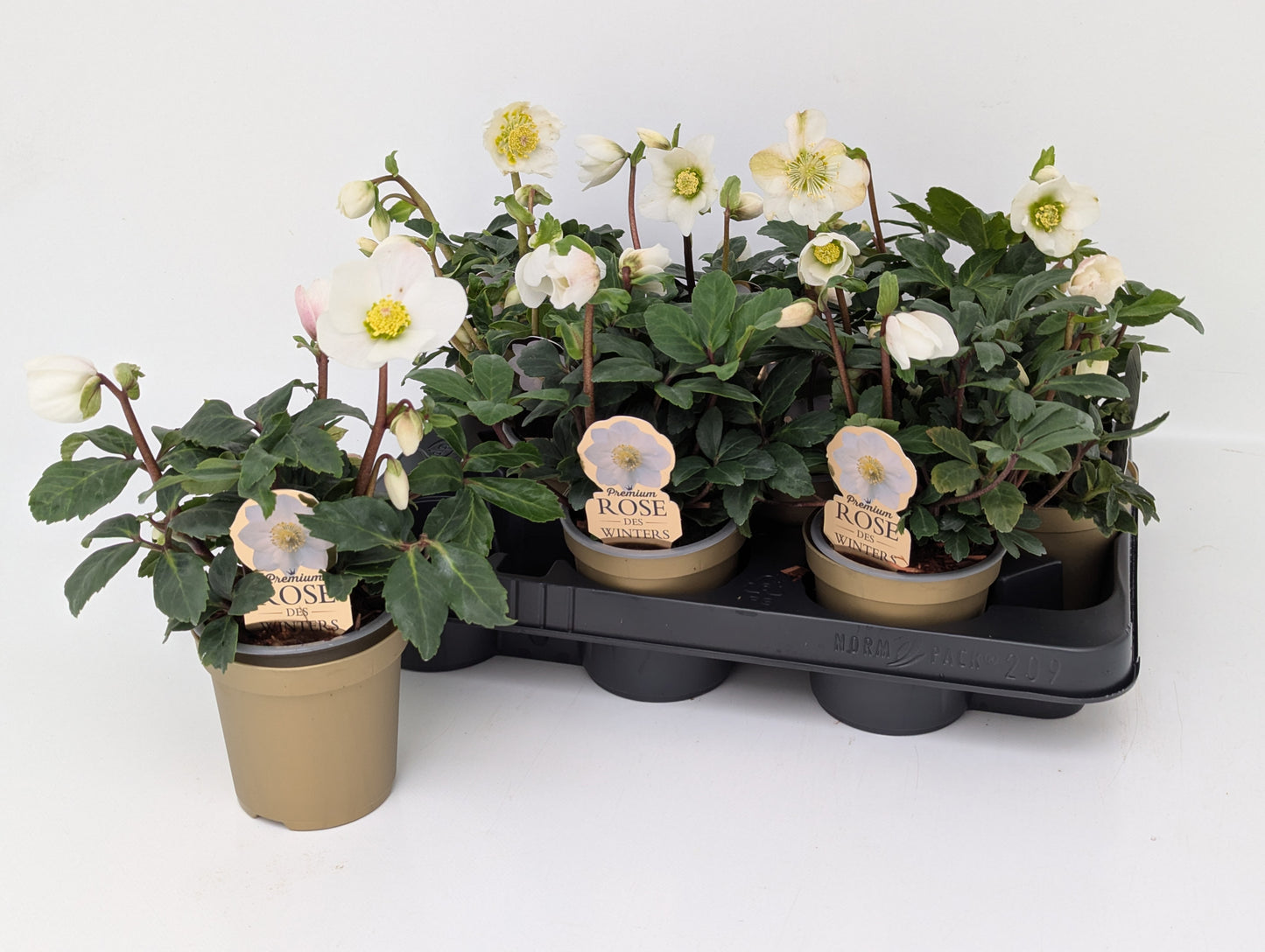 Helleborus niger Christmas Carol 25cm 9cm Pot