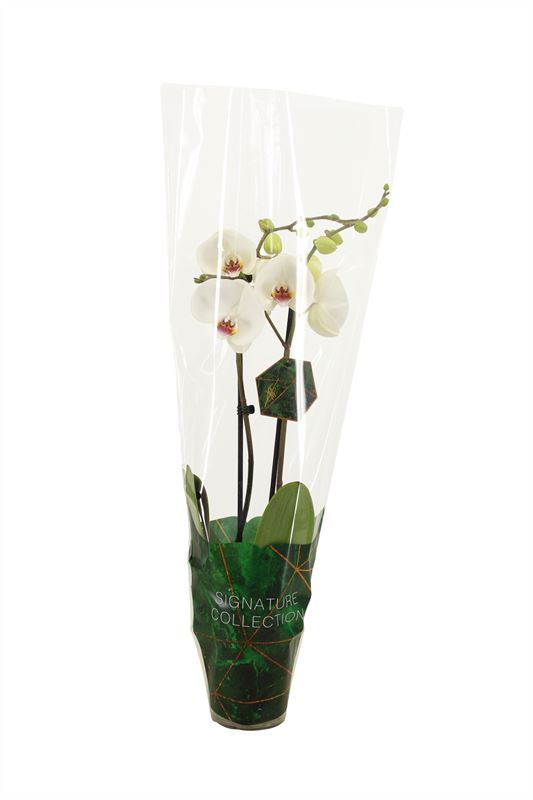 Phalaenopsis white 60cm 12cm Pot