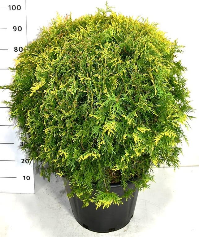 Thuja occidentalis Golden Globe 100cm 40cm Pot
