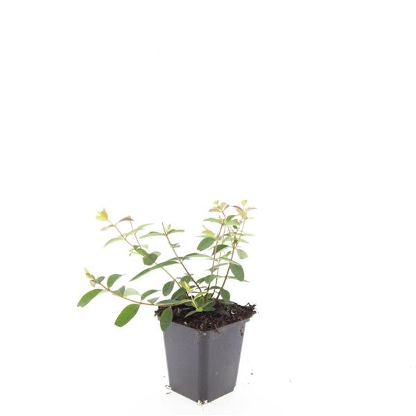 Boer, W.T.M. de Hypericum Hidcote Pack of 12